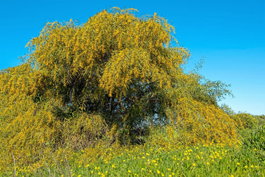 10 GOLDEN MIMOSA Acacia Baileyana Yellow Wattle Tree Flower Seeds